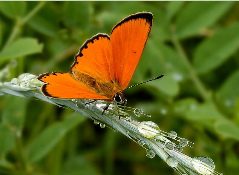 Orange Butterfly on Grass — Serene