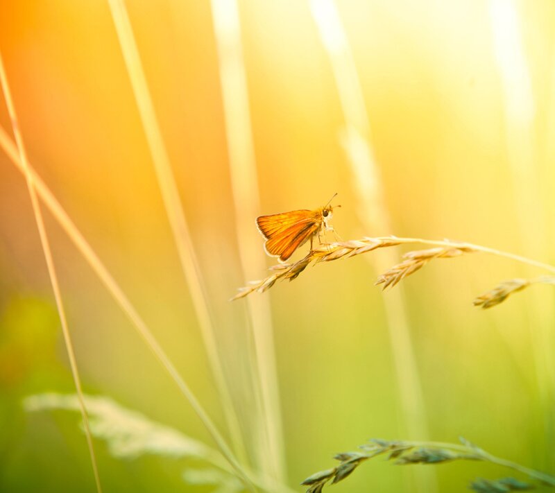 Orange Butterfly on Grass — Yellow, Serene