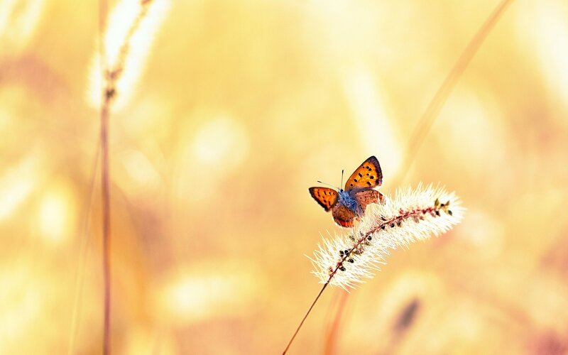 Orange Butterfly on Grass — Yellow