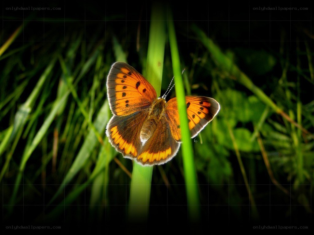 orange butterfly on grass