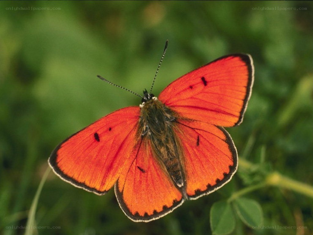 orange butterfly on green background