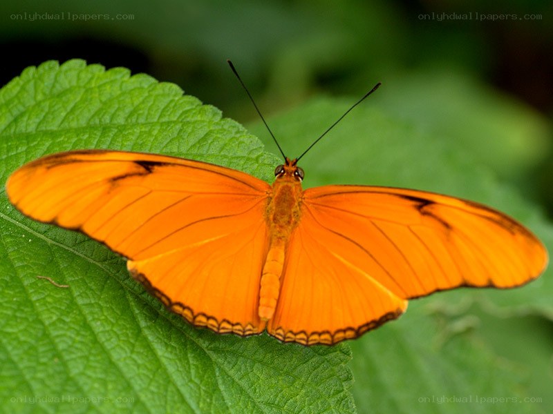 orange butterfly on green leaf