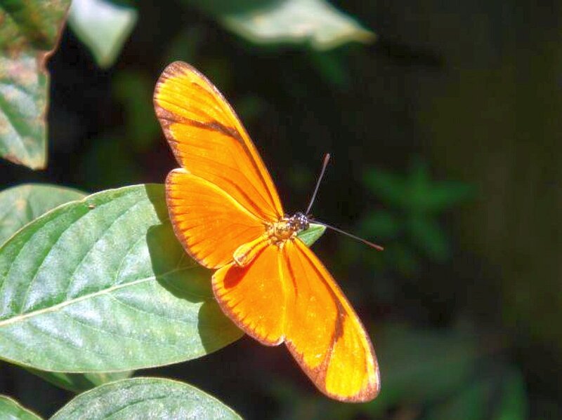 Orange butterfly on green leaf