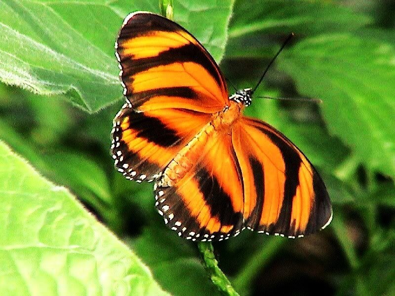 orange butterfly on green leaf