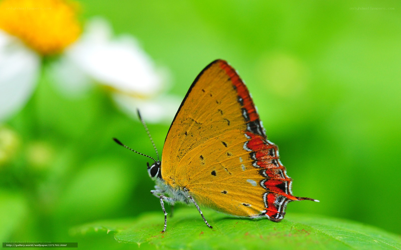 orange butterfly on green leaf