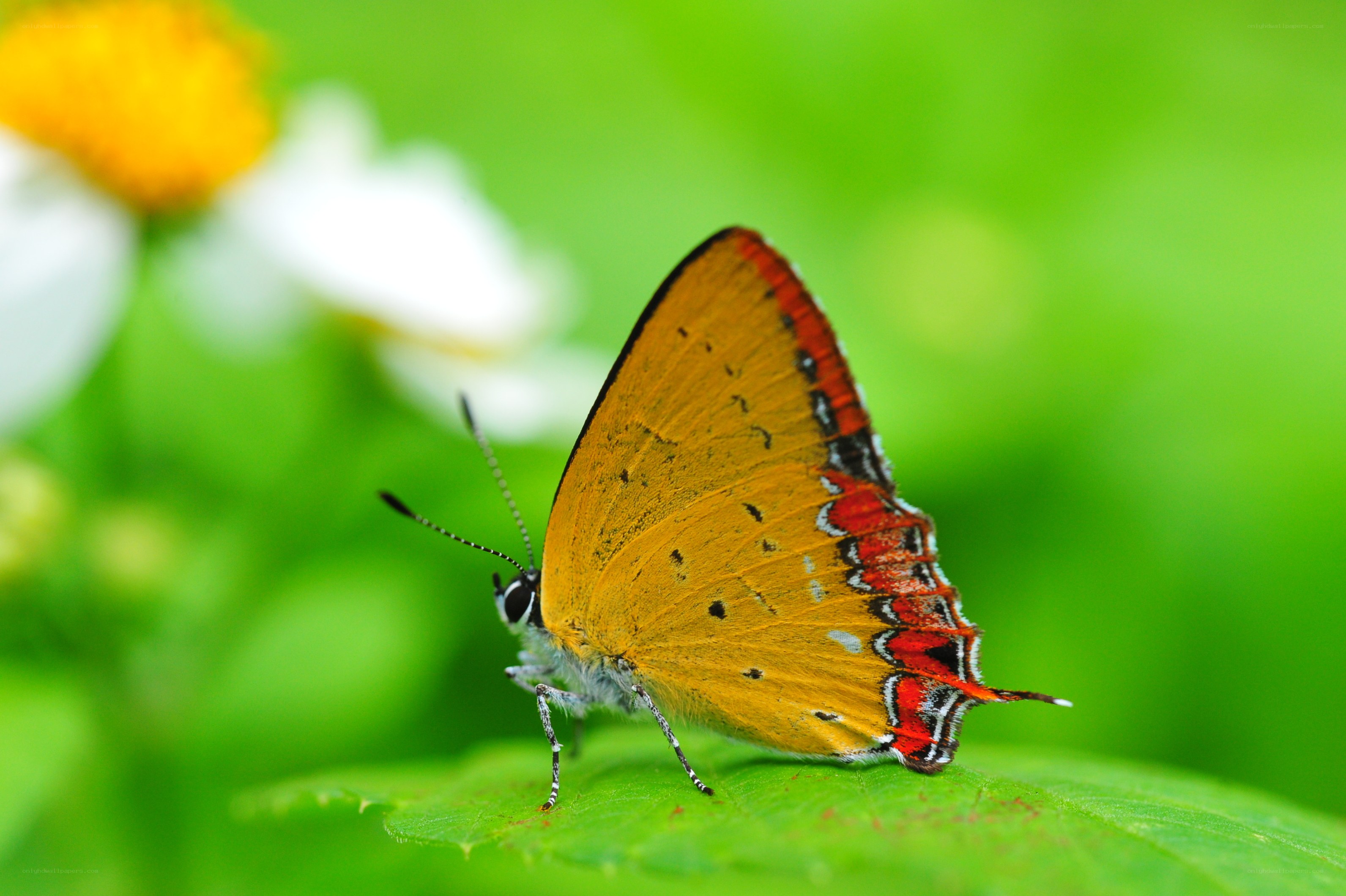 orange butterfly on green leaf