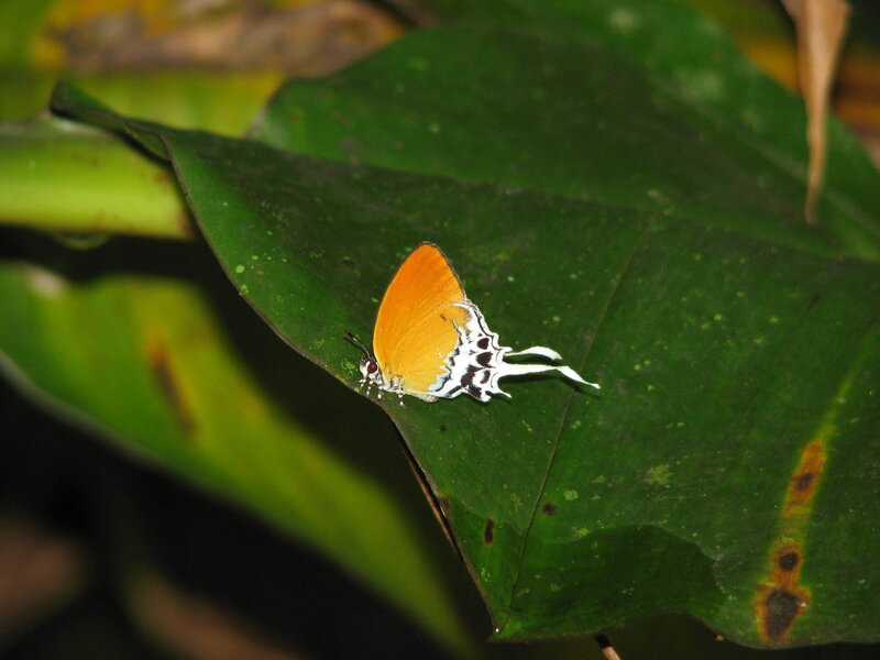 Orange butterfly on green leaf