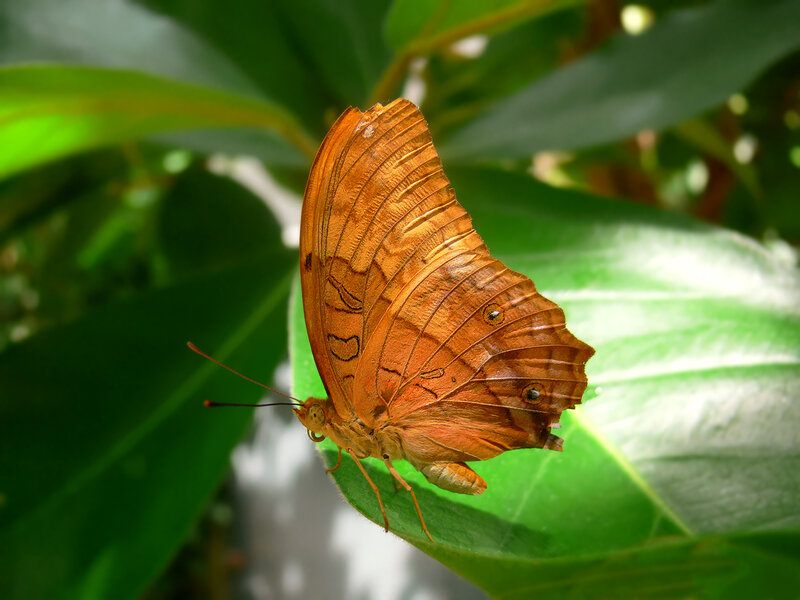 Orange butterfly on green leaf