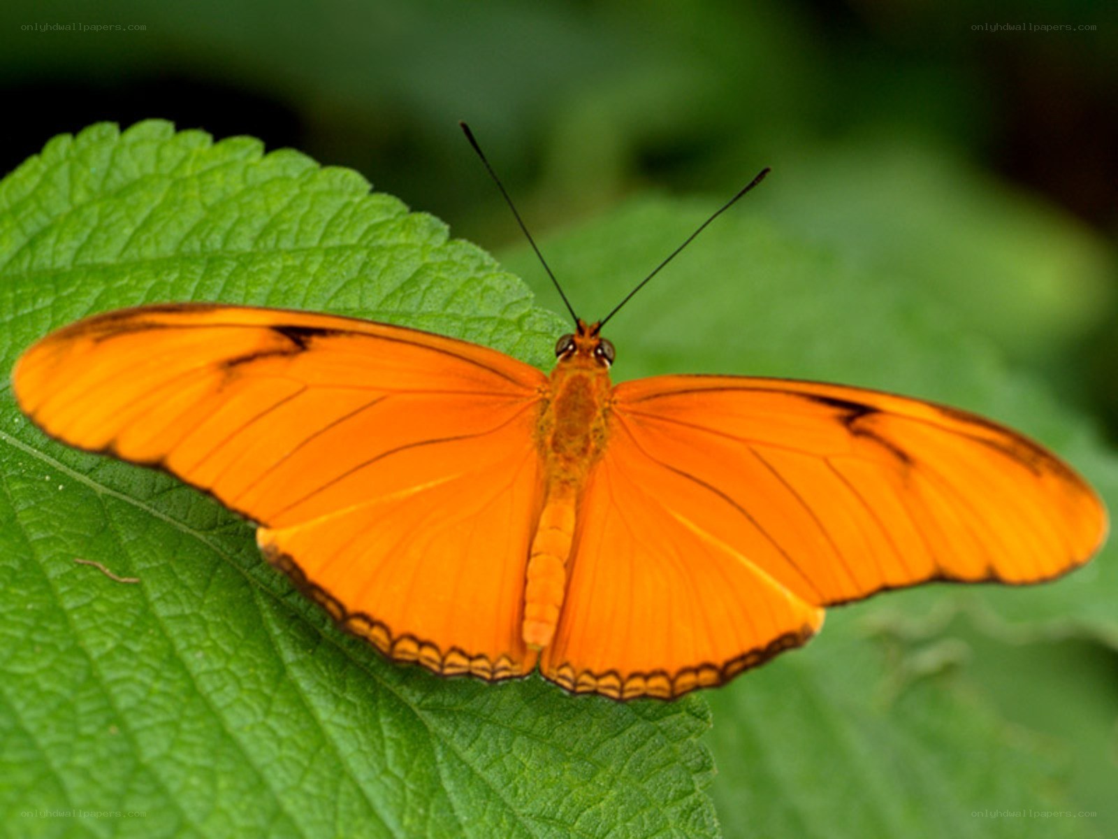 orange butterfly on green leaf