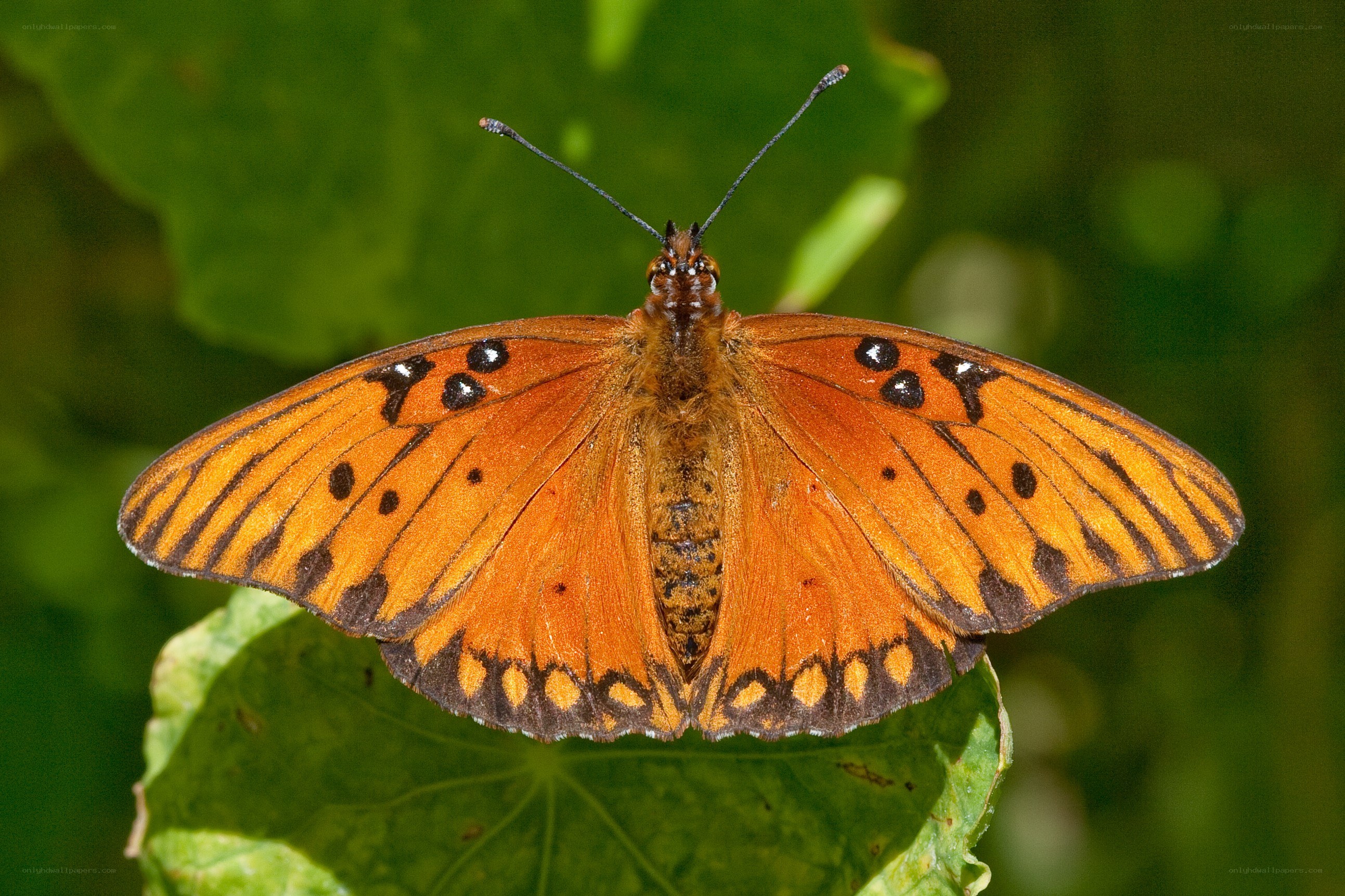 orange butterfly on green leaf