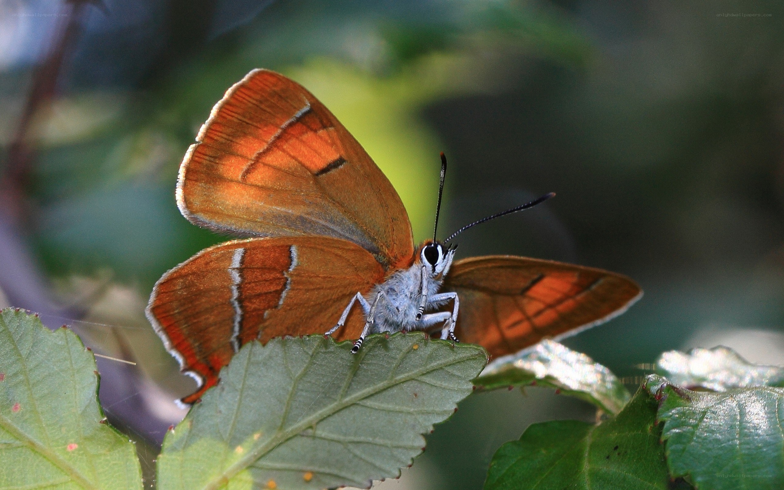 orange butterfly on green leaf