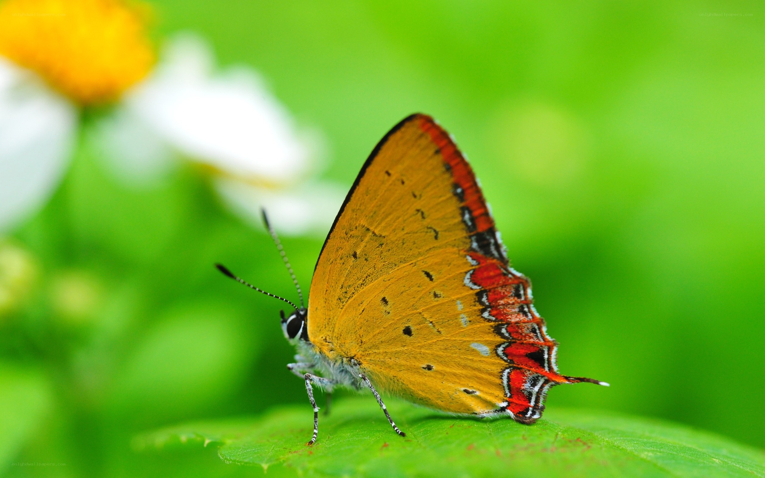 orange butterfly on green leaf
