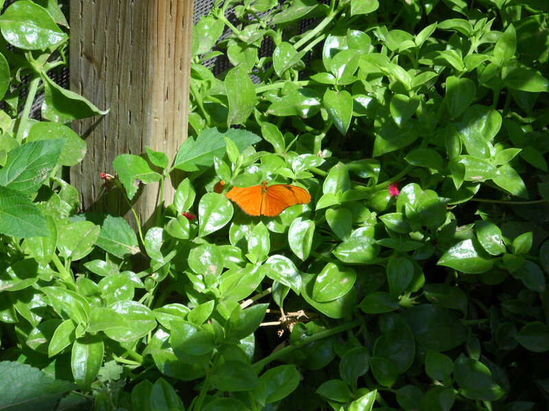 Orange butterfly on green leaves