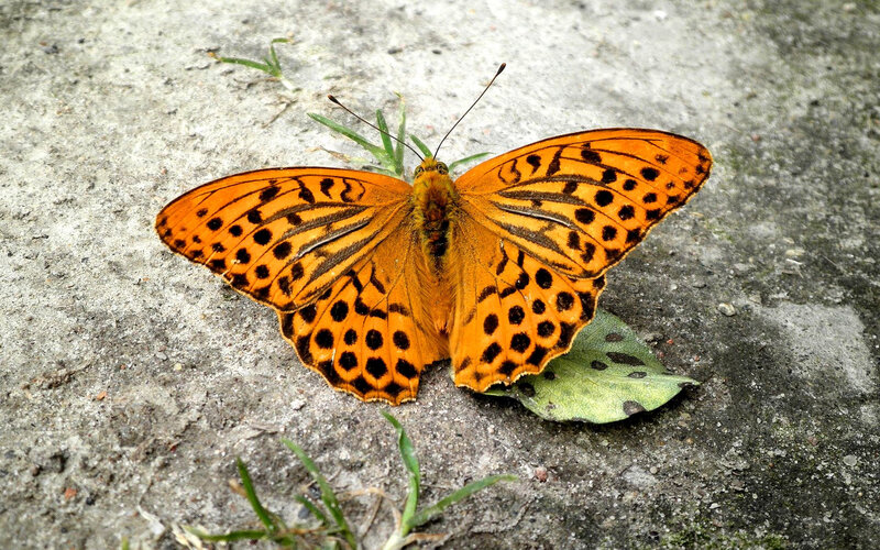 Orange Butterfly on Ground