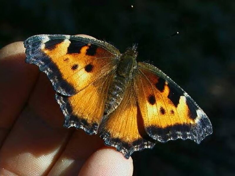 Orange Butterfly on Hand — Calm, Afternoon