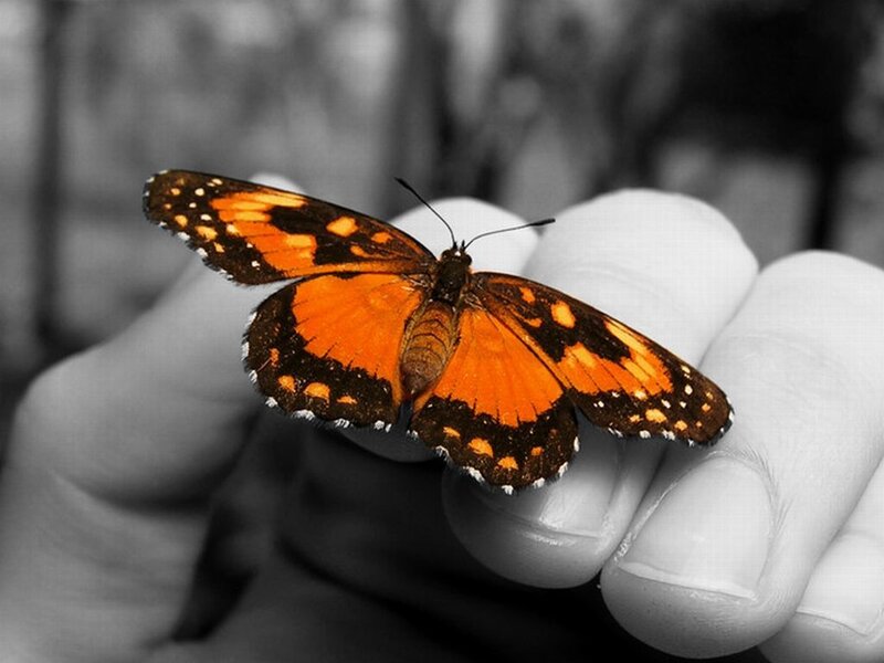 Orange Butterfly on Hand — Calm, Photograph