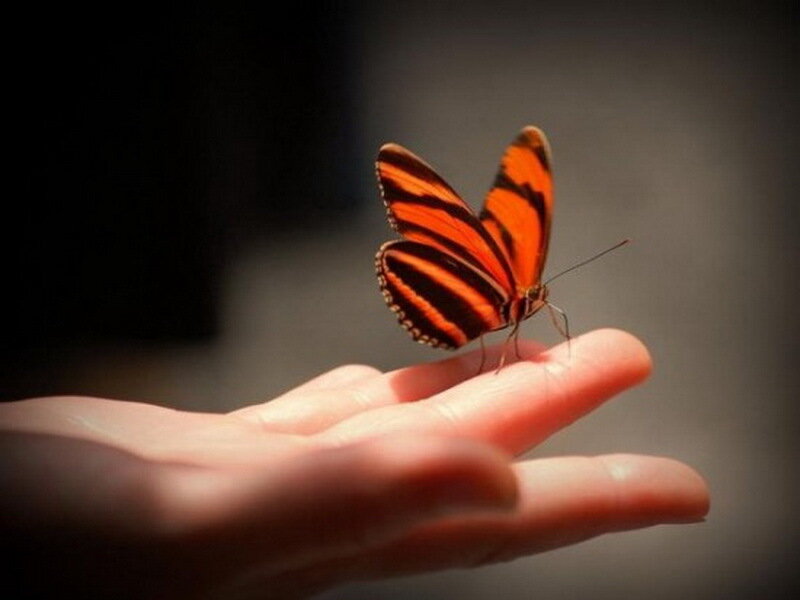 Orange Butterfly on Hand — Calm