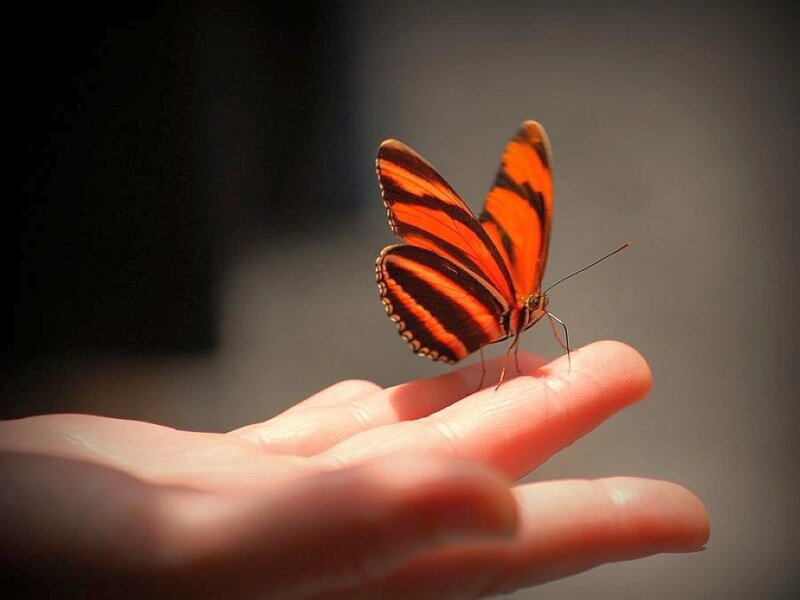 Orange Butterfly on Hand