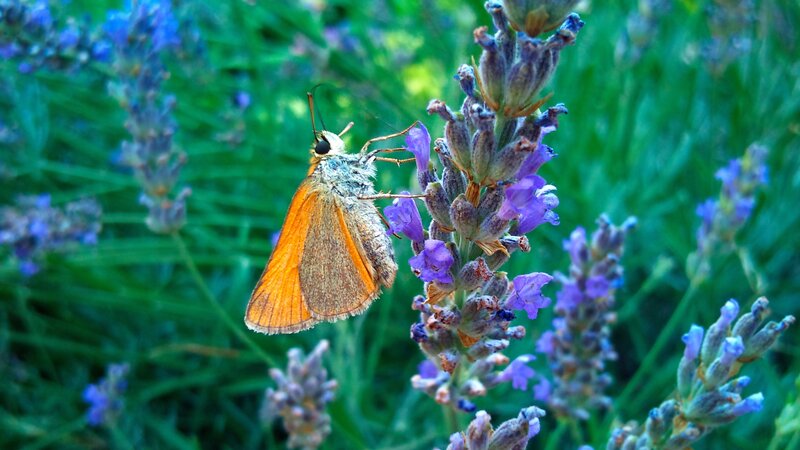 Orange Butterfly on Lavender — Purple, Calm, Afternoon