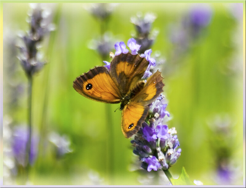 Orange Butterfly on Lavender — Purple, Calm