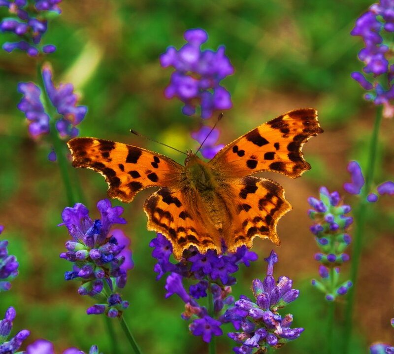 Orange Butterfly on Lavender