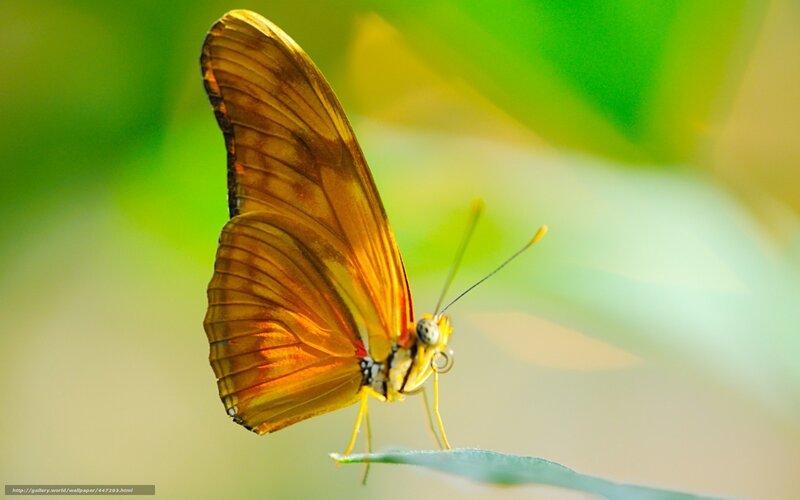 Orange butterfly on leaf