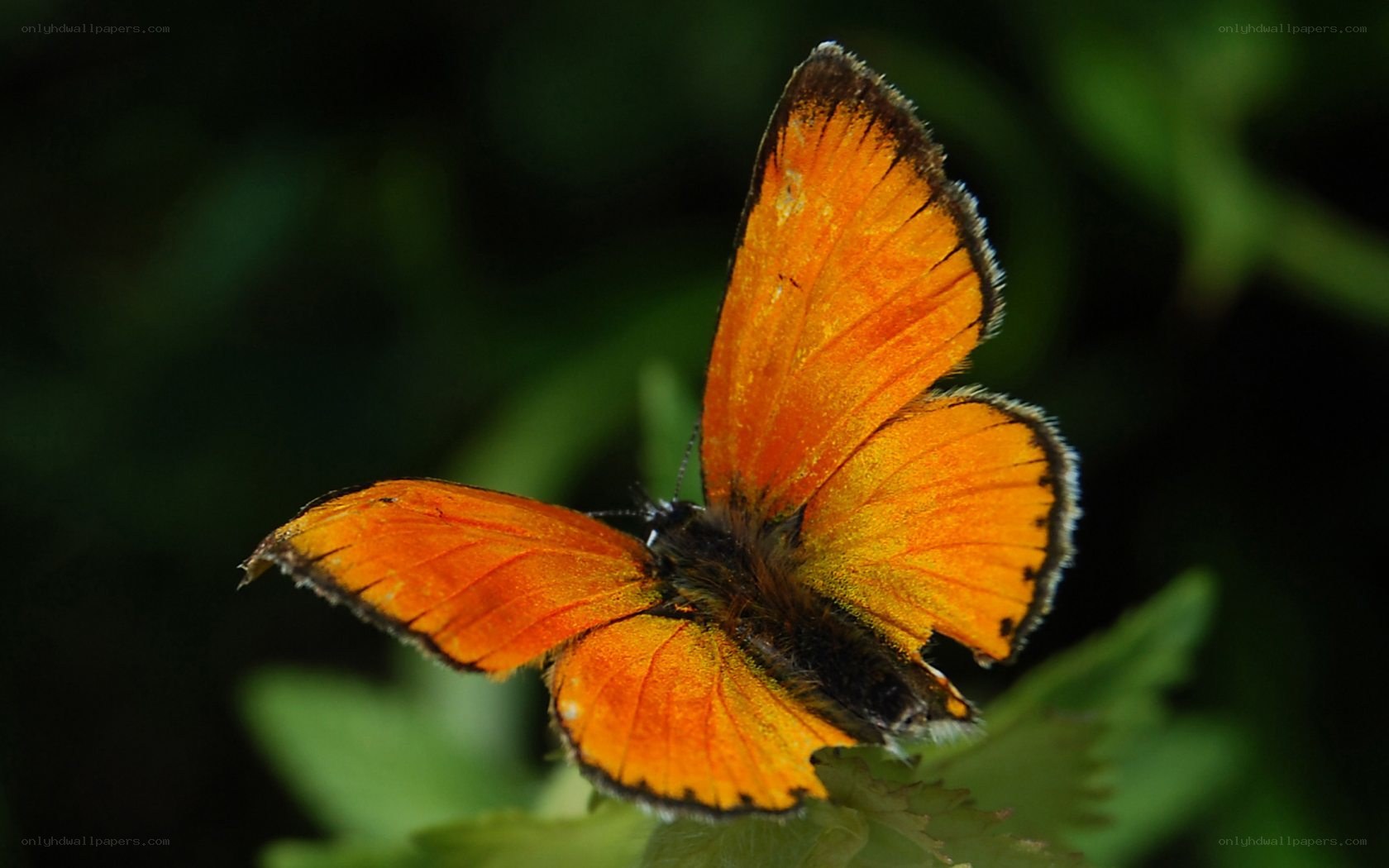orange butterfly on leaf