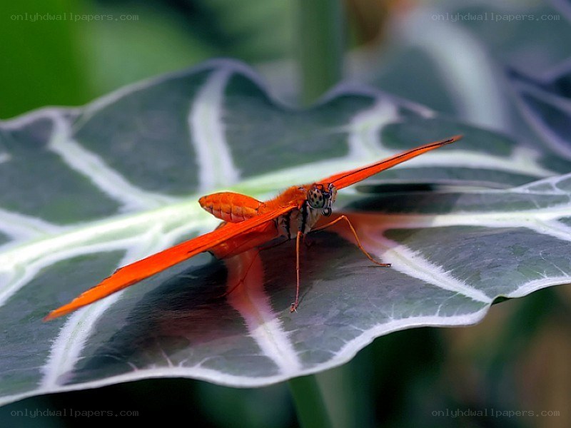 orange butterfly on leaf
