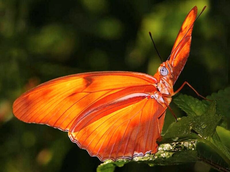 orange butterfly on leaf