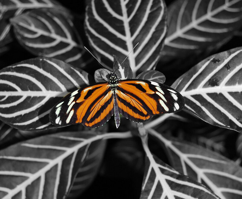 orange butterfly on leaf