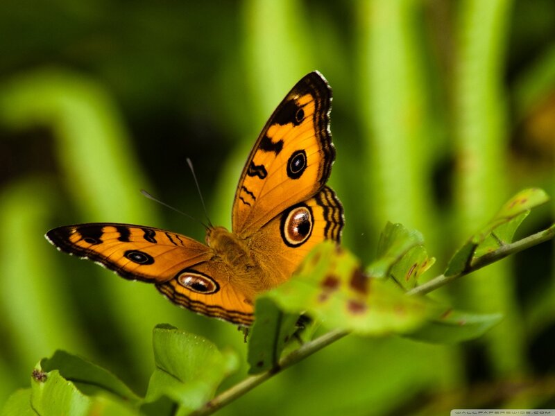 Orange Butterfly on Leaf — Calm, Afternoon, Photograph, Plant, Green Background
