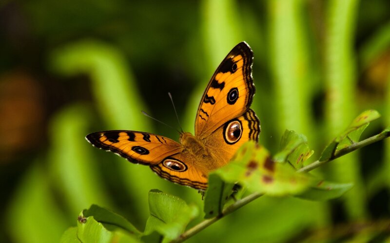 Orange Butterfly on Leaf — Calm, Afternoon, Photograph, Plant, Greenery