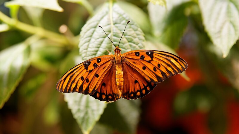 Orange Butterfly on Leaf — Calm, Afternoon, Photograph, Plant, Insect, Black