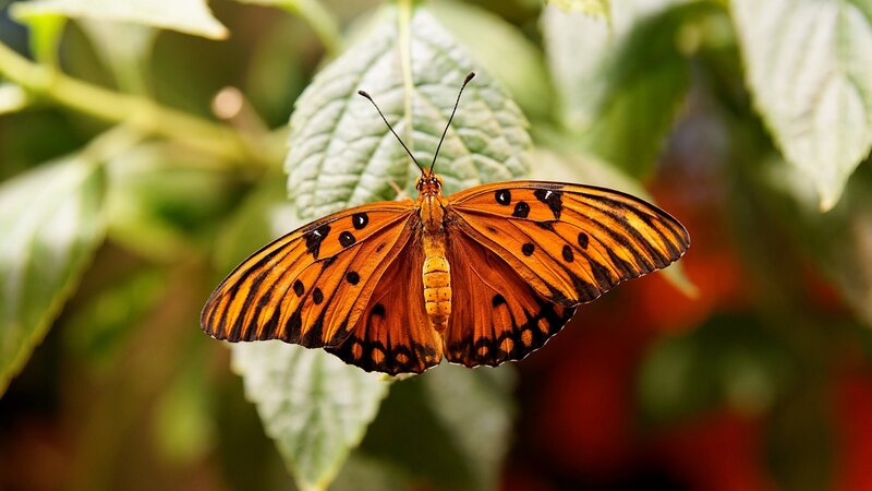 Orange Butterfly on Leaf — Calm, Afternoon, Photograph, Plant, Insect