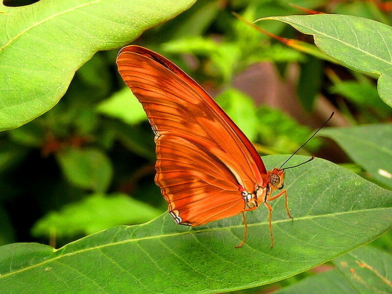 Orange Butterfly on Leaf — Calm, Afternoon, Photograph