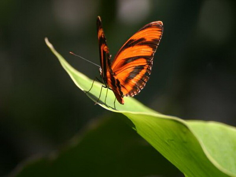 Orange Butterfly on Leaf — Calm, Afternoon