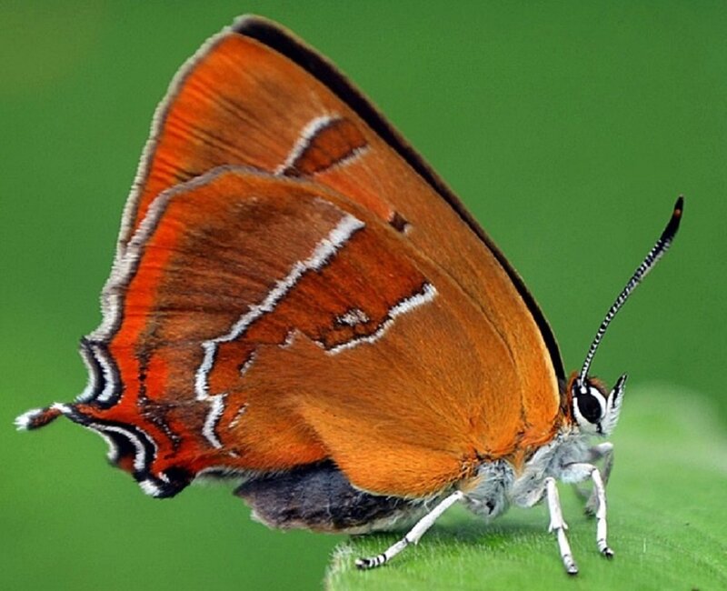 Orange Butterfly on Leaf — Calm, Photograph, Antennae