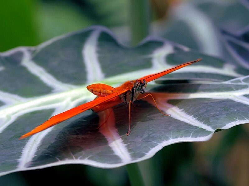 Orange Butterfly on Leaf — Calm, Photograph, Green