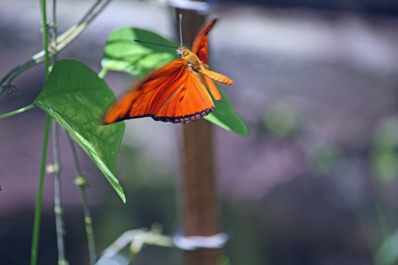 Orange Butterfly on Leaf — Calm, Photograph, Plant Stem