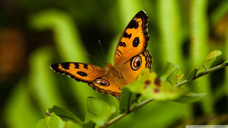 Orange Butterfly on Leaf — Calm, Photograph, Plant