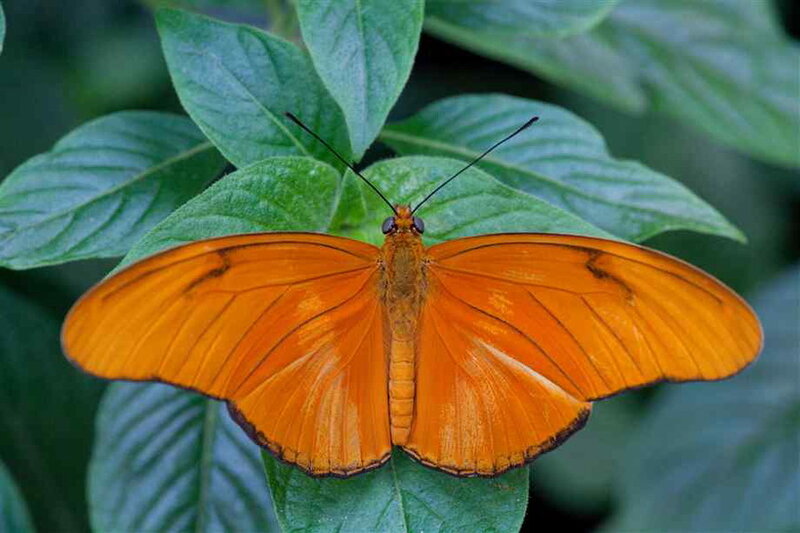 Orange Butterfly on Leaf — Calm, Photograph