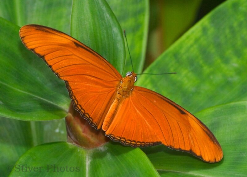 Orange Butterfly on Leaf — Calm