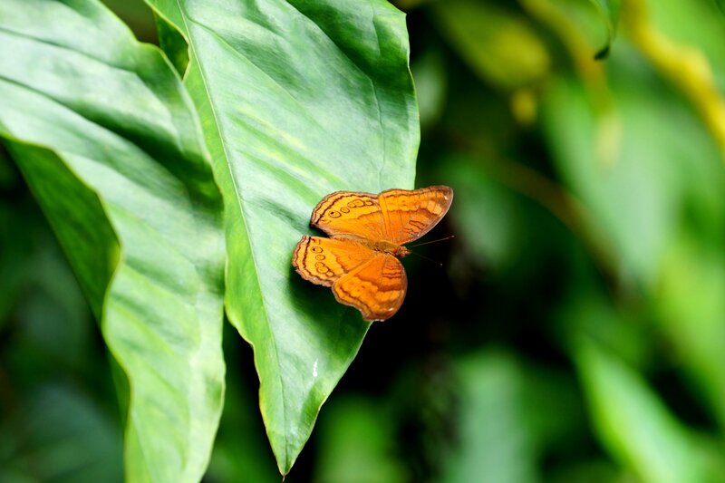 Orange Butterfly on Leaf — Green, Calm, Photograph, Greenery
