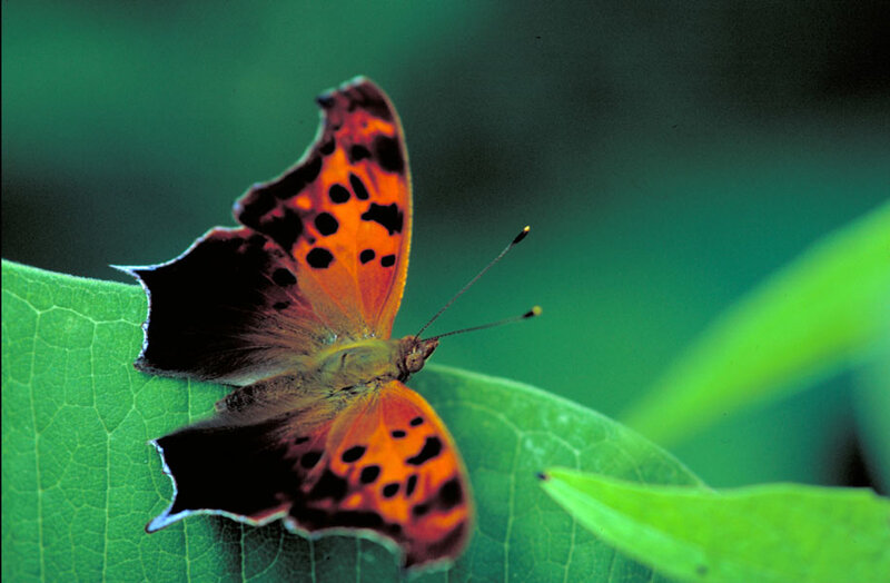 Orange Butterfly on Leaf — Green, Calm, Photograph