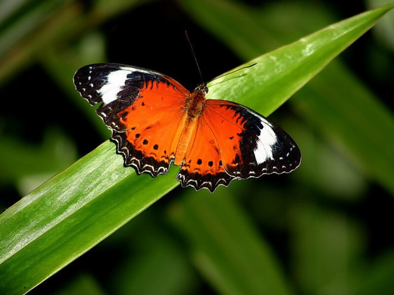 Orange Butterfly on Leaf — Green, Calm