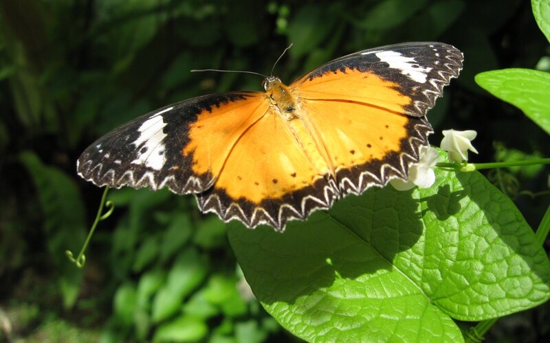 Orange Butterfly on Leaf — Green, Natural, Afternoon, Photograph, Flower