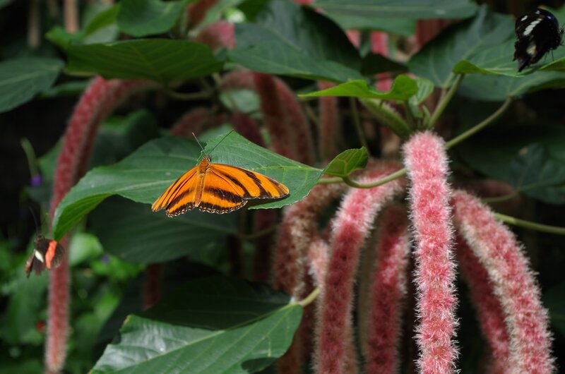 Orange Butterfly on Leaf — Green, Natural, Afternoon, Photograph, Plant