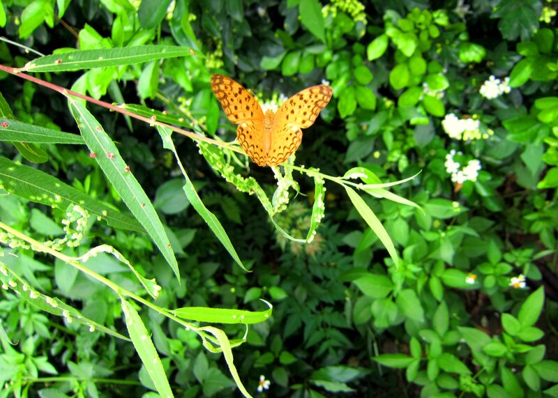 Orange Butterfly on Leaf — Green, Natural, Afternoon