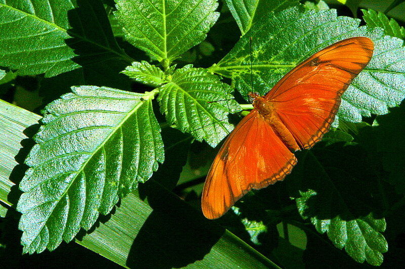 Orange Butterfly on Leaf — Green, Natural