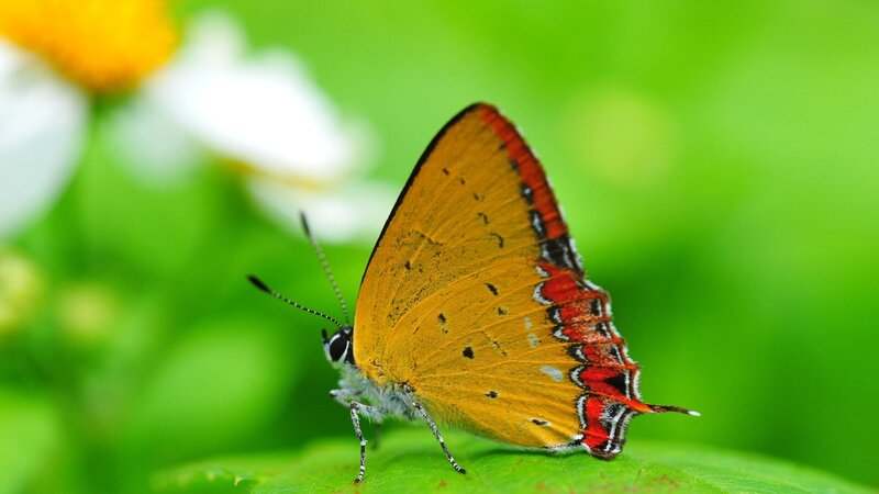 Orange Butterfly on Leaf — Green, Serene, Afternoon